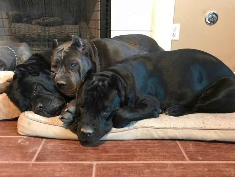 Алано Эспаньол черный