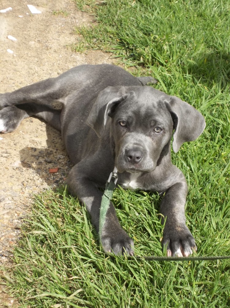 Кане Корсо и дворняга