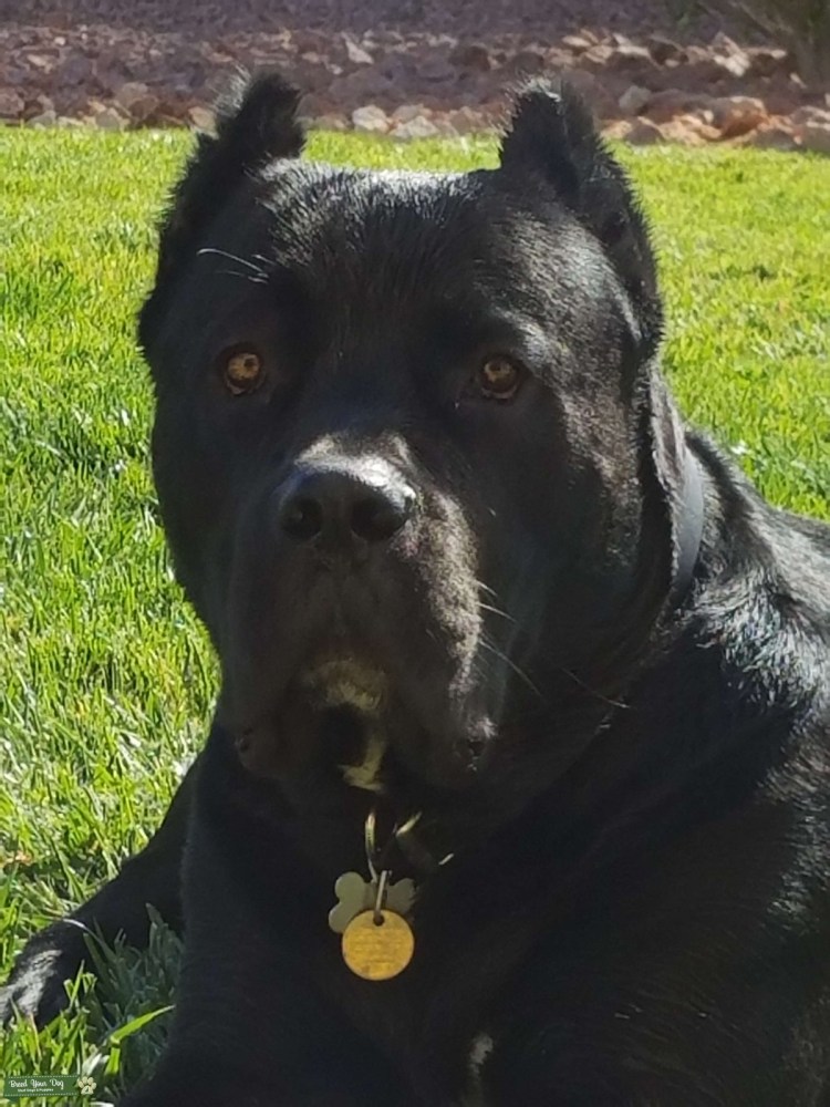 Метис Канарского дога и Кане Корсо