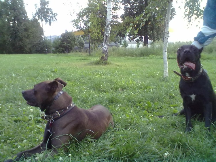 Метис Кане Корсо и стаффорда