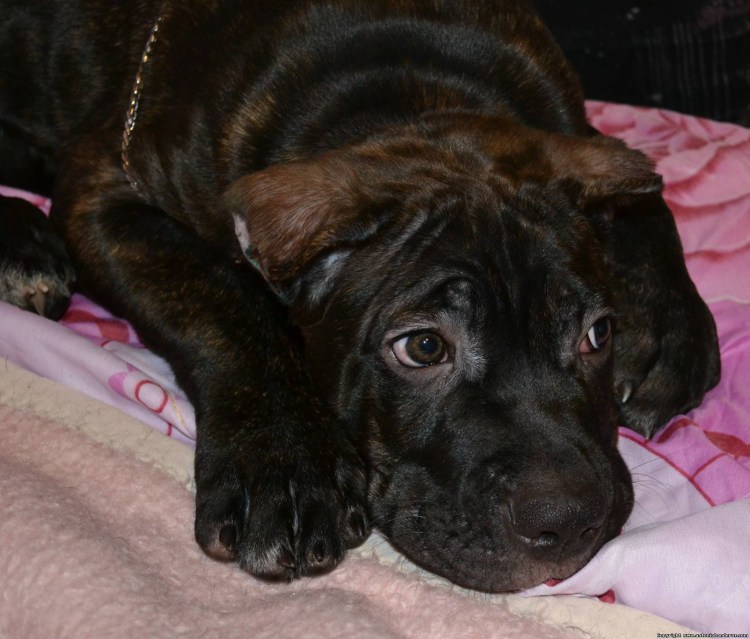 Помесь Кане Корсо и спаниеля