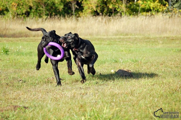 Кане Корсо или боксер