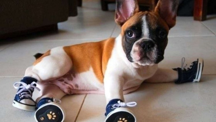 Собачка в кроссовках