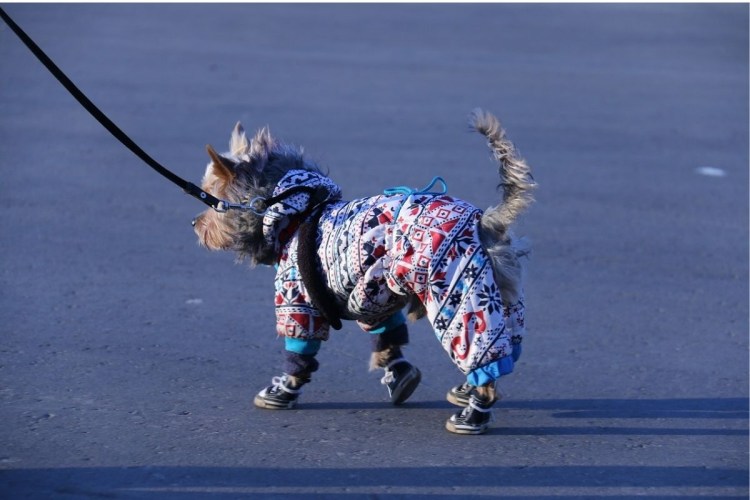 Собачка в ботиночках