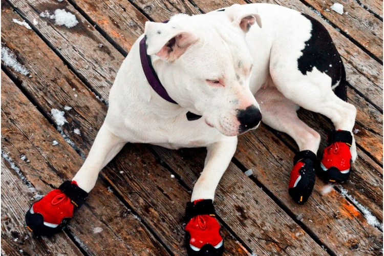 Аргентинский дог и американский бульдог