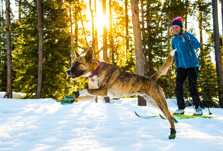 Truelove для собак обувь