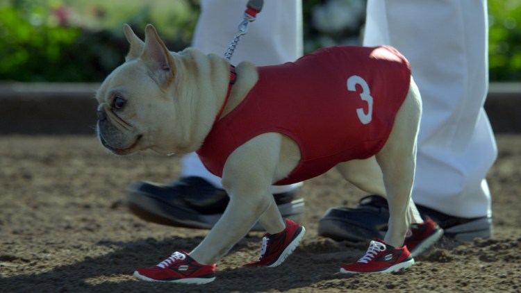 Ботинки для французского бульдога