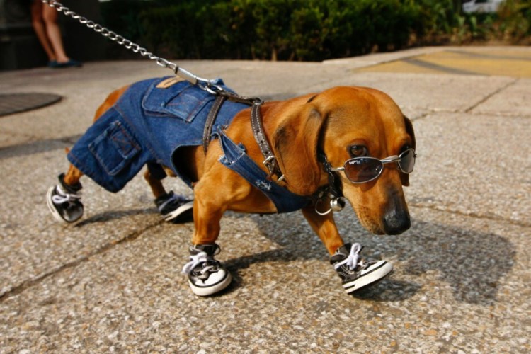 Такса на прогулке с хозяином