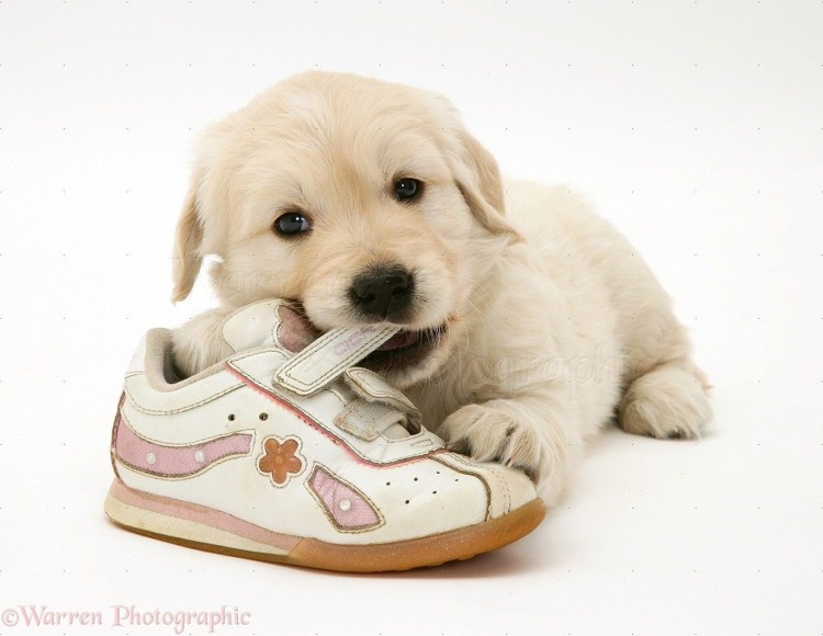 Собака грызет