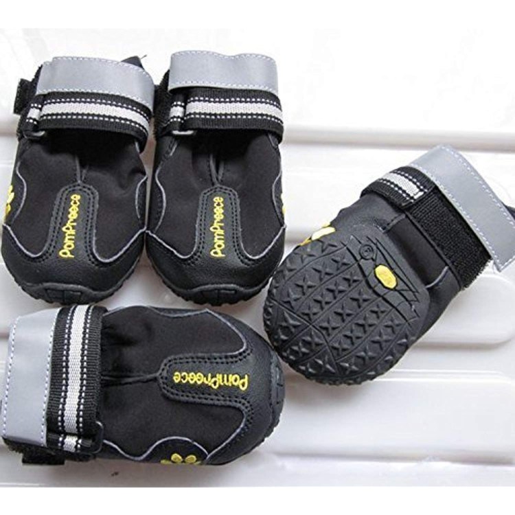 Собака в кроссовках