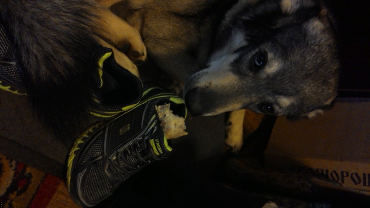 Шлейка РП "комбо" д/служебных собак ездовая 45-55, 70-85