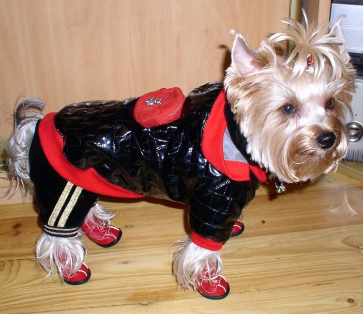 Высокая обувь для собак фото