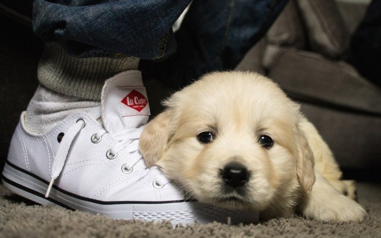 Собачка в кроссовках