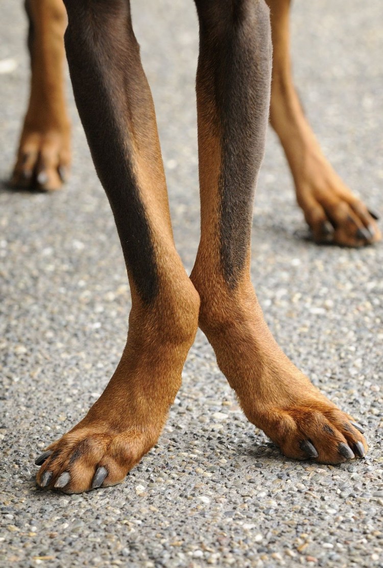 Рахит передних лап у собак