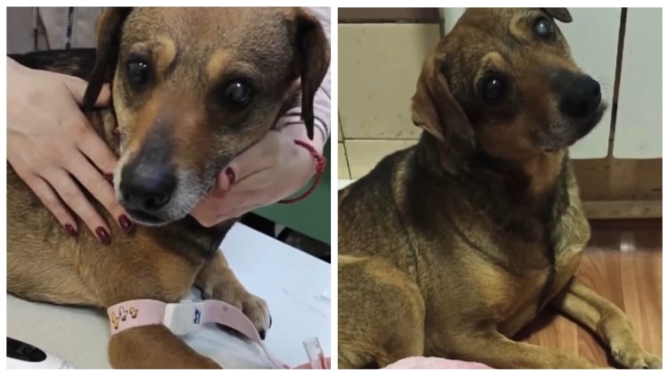 Самая страшная собака в мире 2019