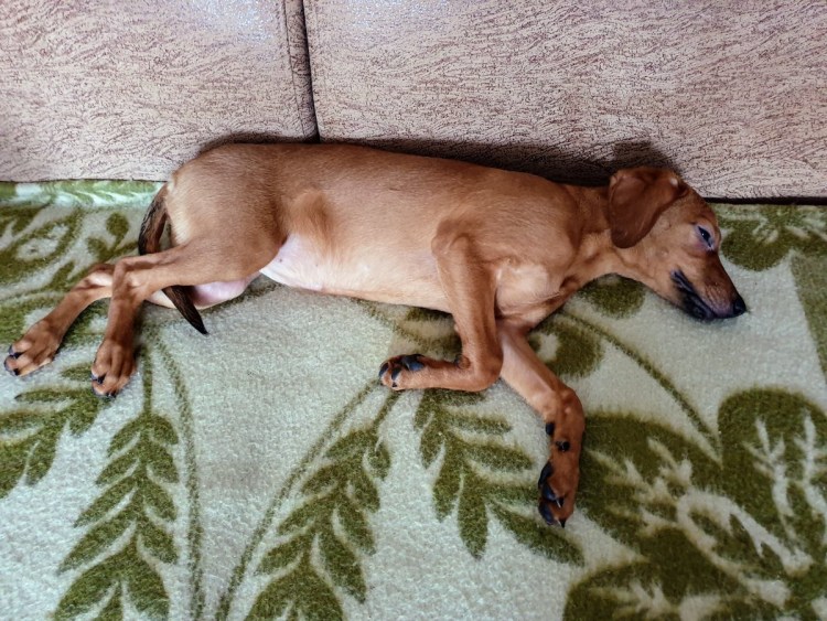 Лапа собаки