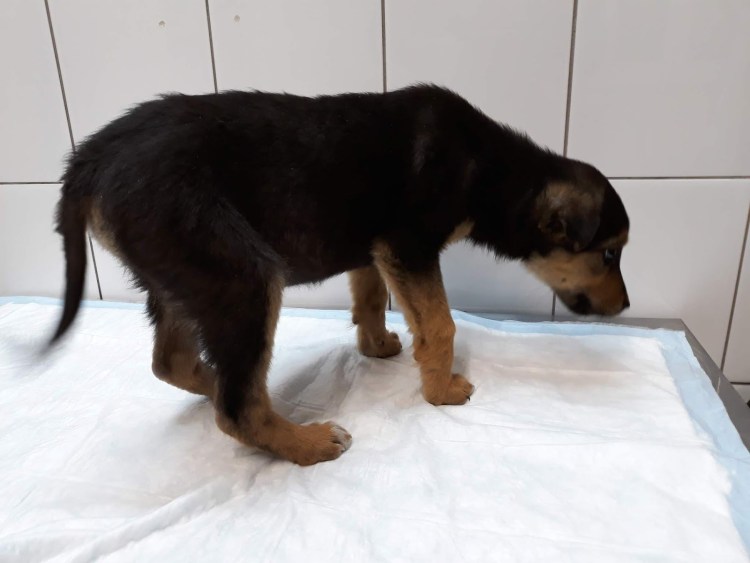 Карликовый Джек Рассел терьер