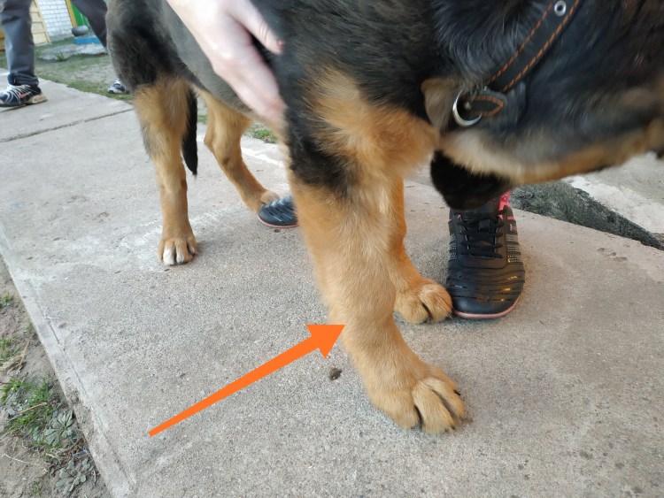 Размет задних лап у щенка немецкой овчарки