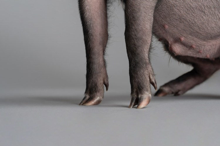 Самая маленькая и худая собака