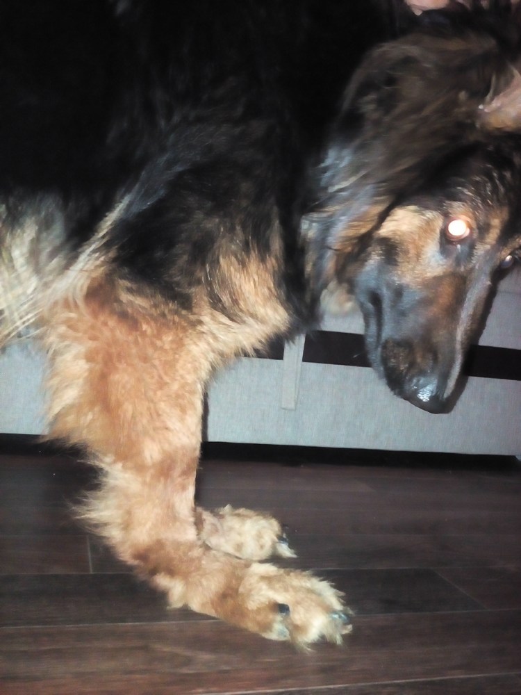 Восточно Сибирская лайка щенок 1 месяц