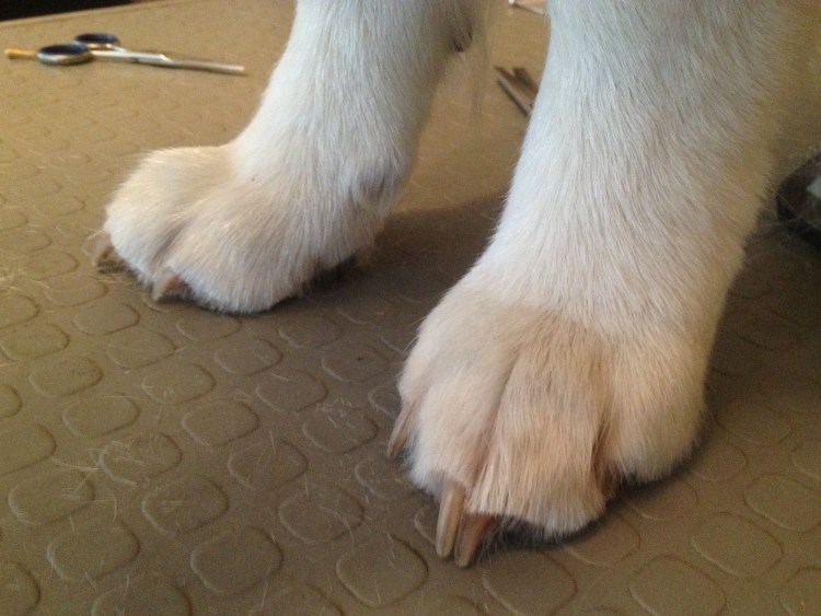 Чихуахуа хохлатая Элвуд