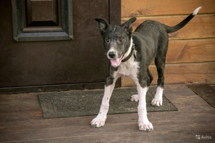 Купирование хвоста у собак