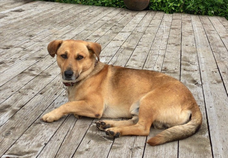 Припухлость на лапе у собаки