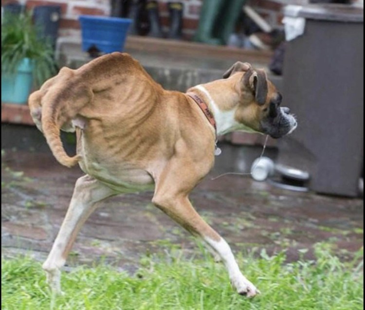 Передние лапы хаски