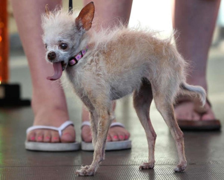 Джек-Рассел-терьер растянутый