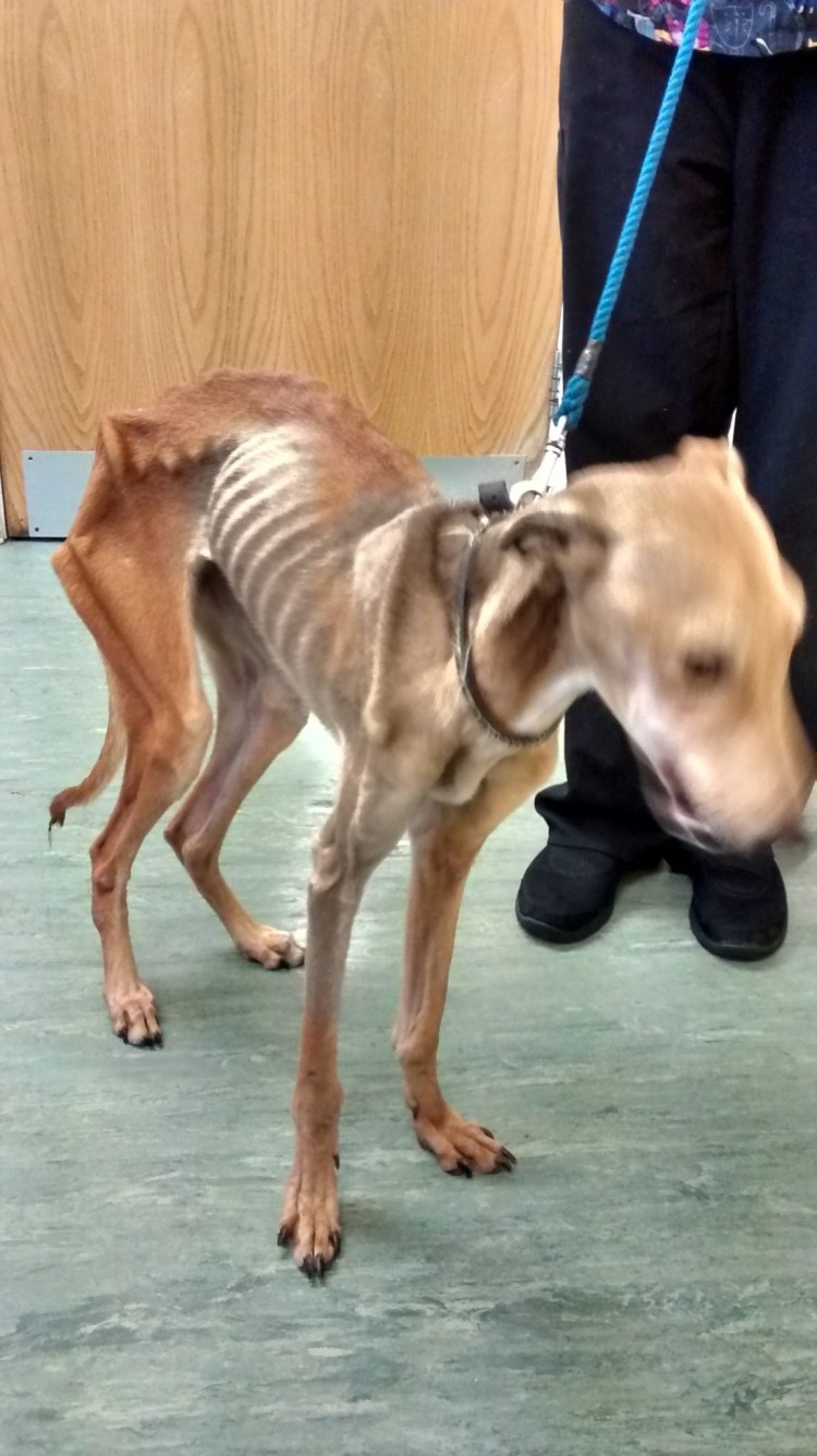 Лапа большой собаки на земле