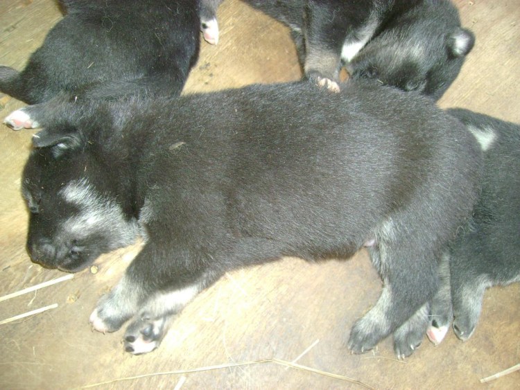 Нестриженные когти у собак