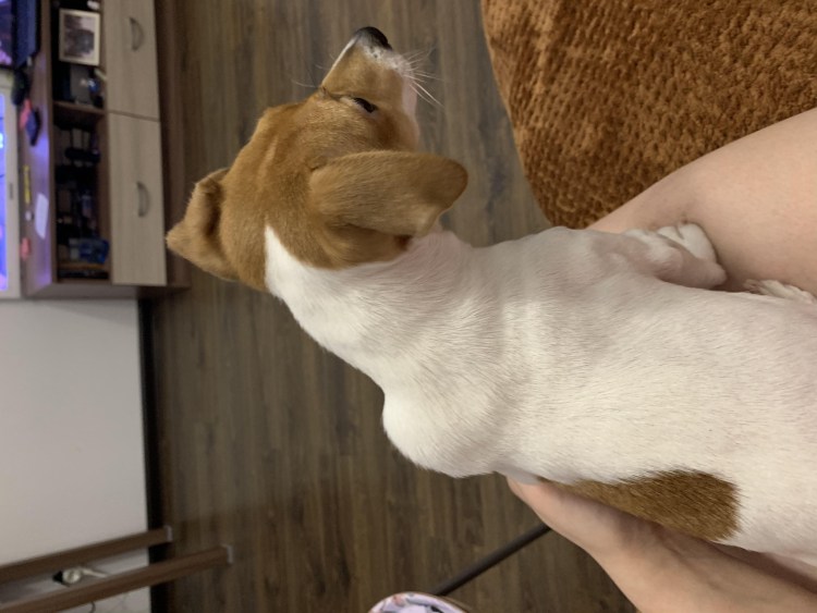 Белая лапа собаки