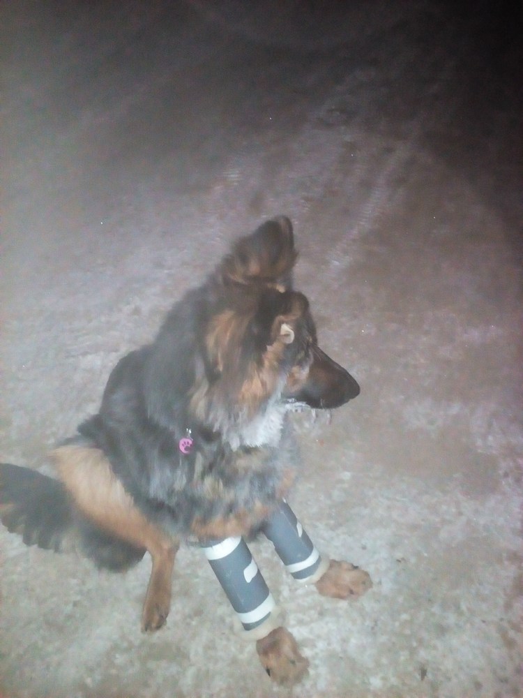 Лапы чихуахуа