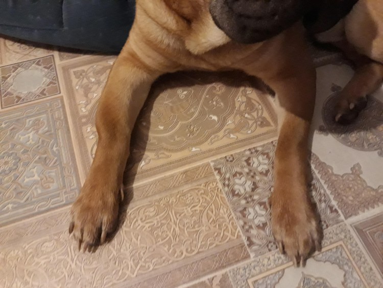 Обои для тех у кого остался только пес и нет родителей