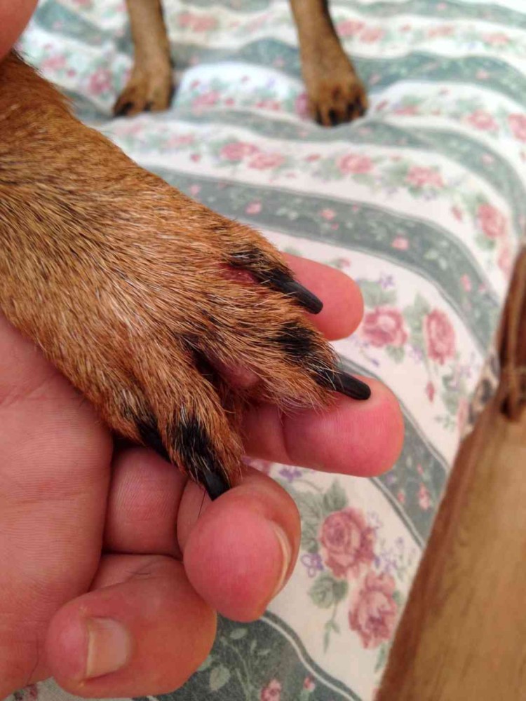 Бурсит скакательного сустава у собак