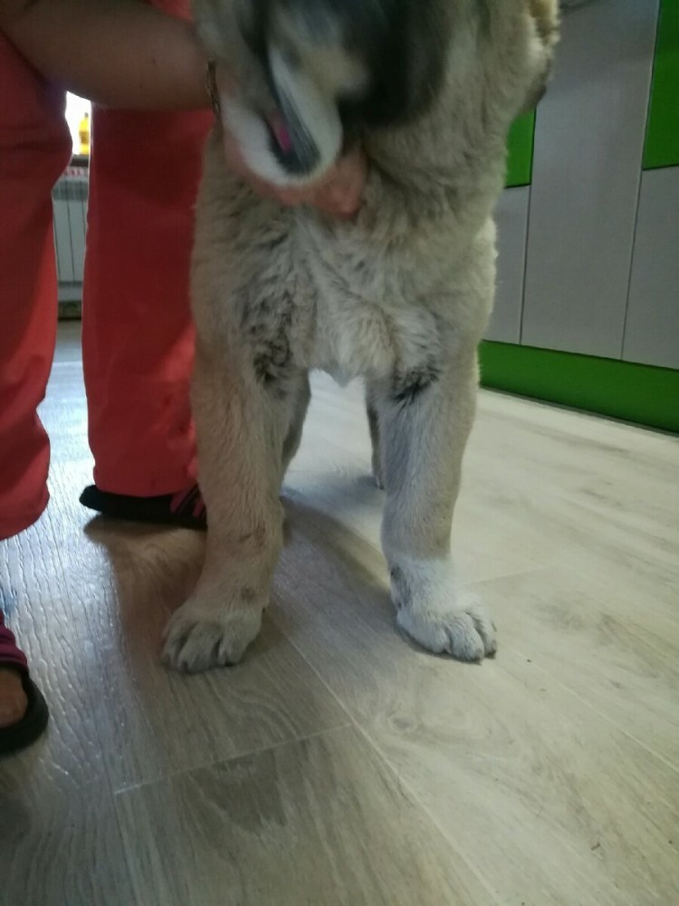 Размет передних конечностей у собак