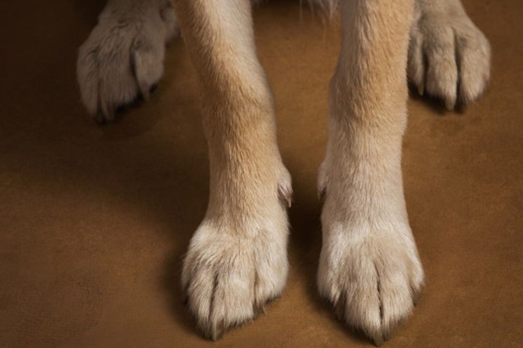 Кане Корсо передние лапы размет