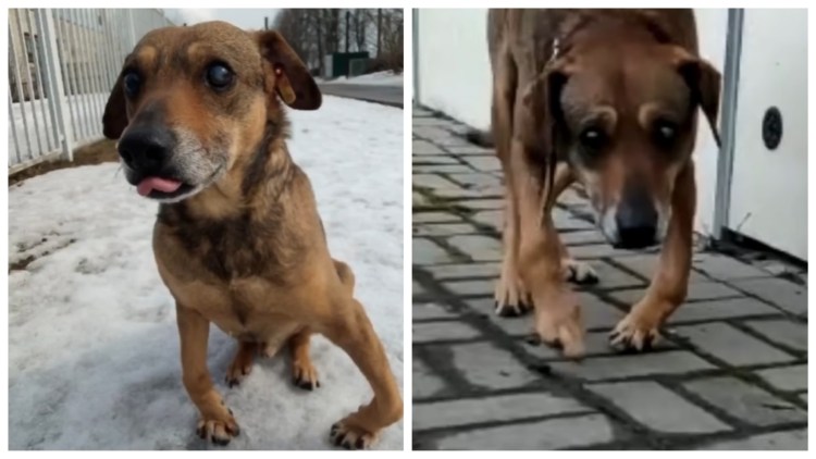 Рахит передних лап у щенка