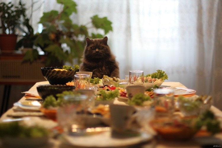 Кот у накрытого стола