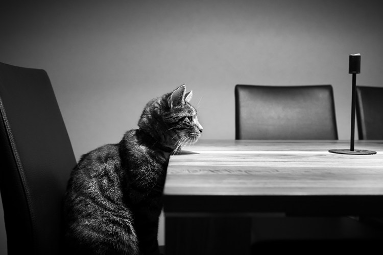 Кошка сидит за столом