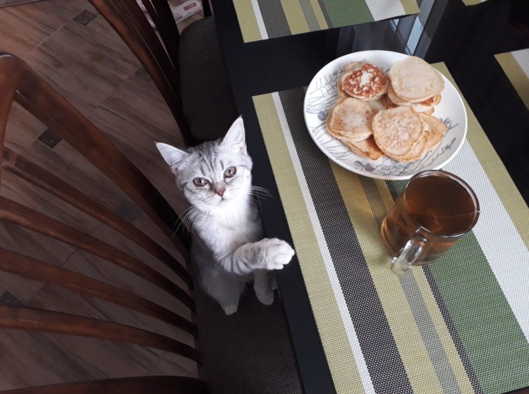 Серьезный кот сидит