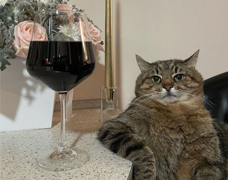 Котик в ресторане