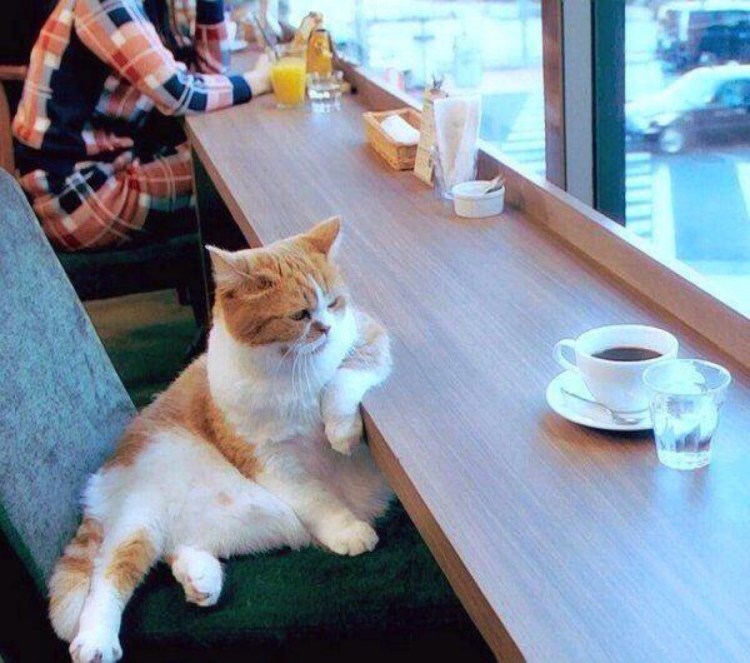 Кошка сидит за столом