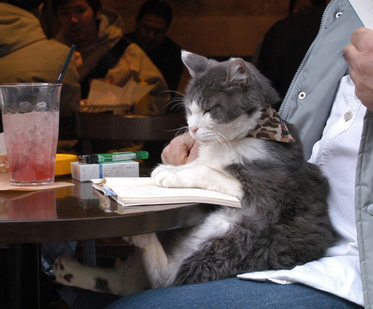 Кот обедает