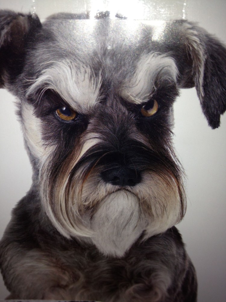 Цверг терьер