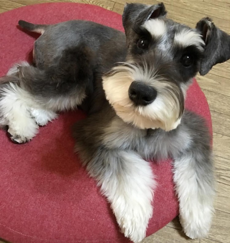 Тримминг миттельшнауцера