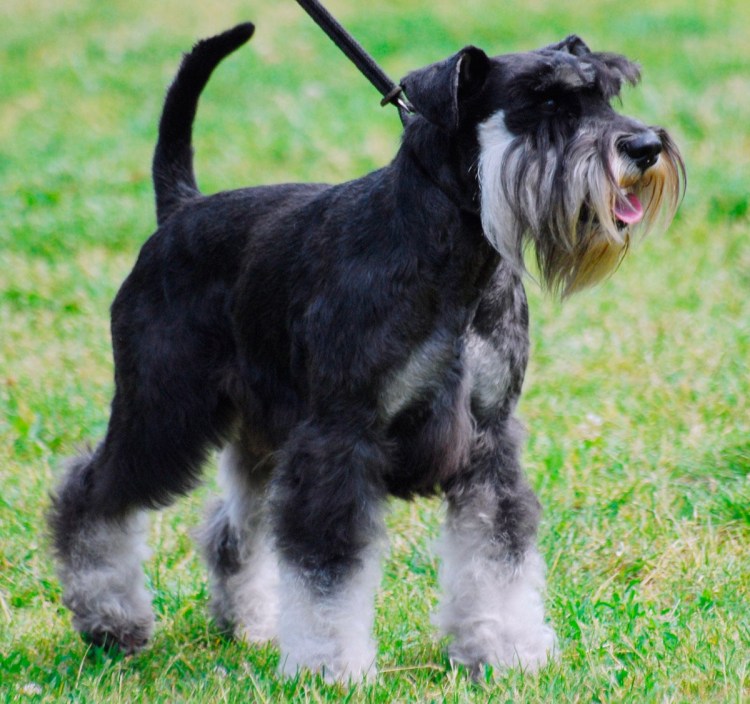 Ризеншнауцер Миттельшнауцер Цвергшнауцер стрижки