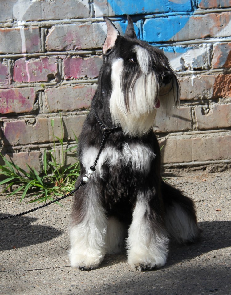 Цвергшнауцер черный нестриженный