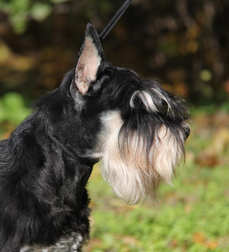 Цвергшнауцер стриженный