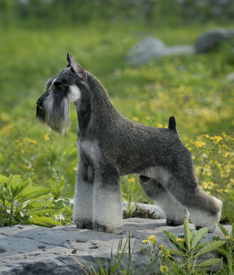 Цвергшнауцер белый